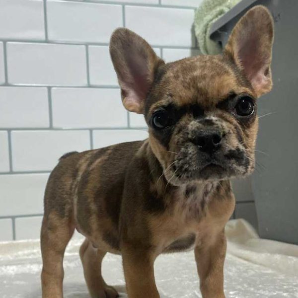 AKC multi-colored French Bull dog from Blue Diamond Family Pups. Addison, Maine. 